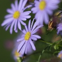 4711 Blume 20150802_0146 als Smartobjekt-1 Kopie